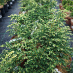 Jedľovec kanadský (Tsuga canadensis) ´GENTSCH WHITE´ - výška 20-30 cm, kont. C2L